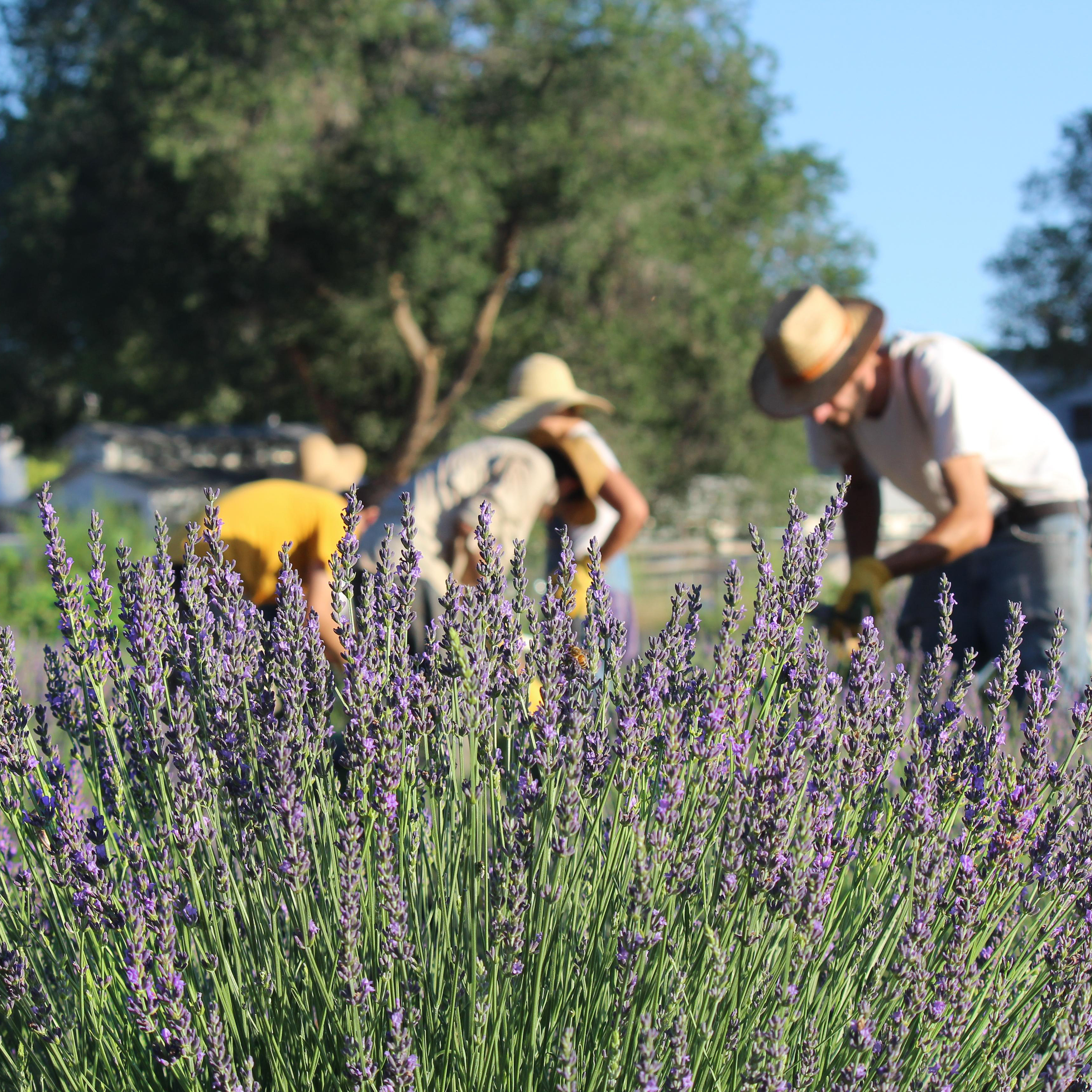 Los Poblanos Lavender Simple Syrup Brown Kitchen Huckberry