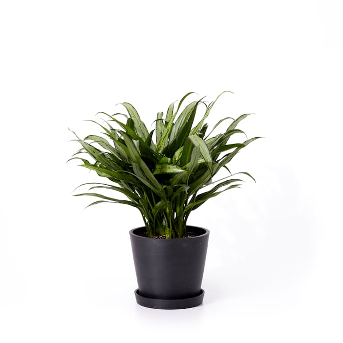Bloomscape Cutlass Aglaonema | Huckberry