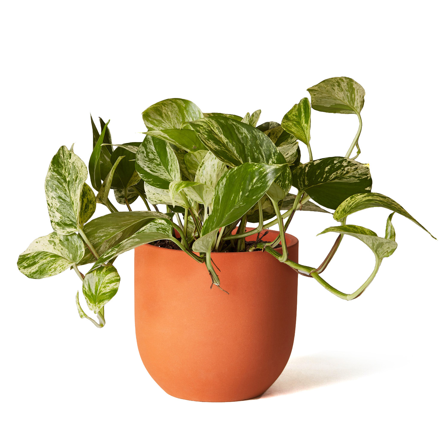 Pothos Marble Queen - Thumbnail 4