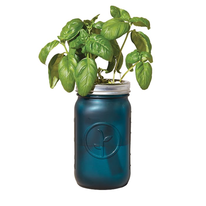 Modern Sprout Organic Basil Garden Jar Huckberry