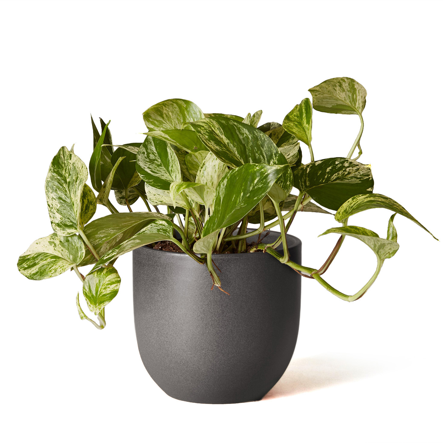 Pothos Marble Queen - Thumbnail 3