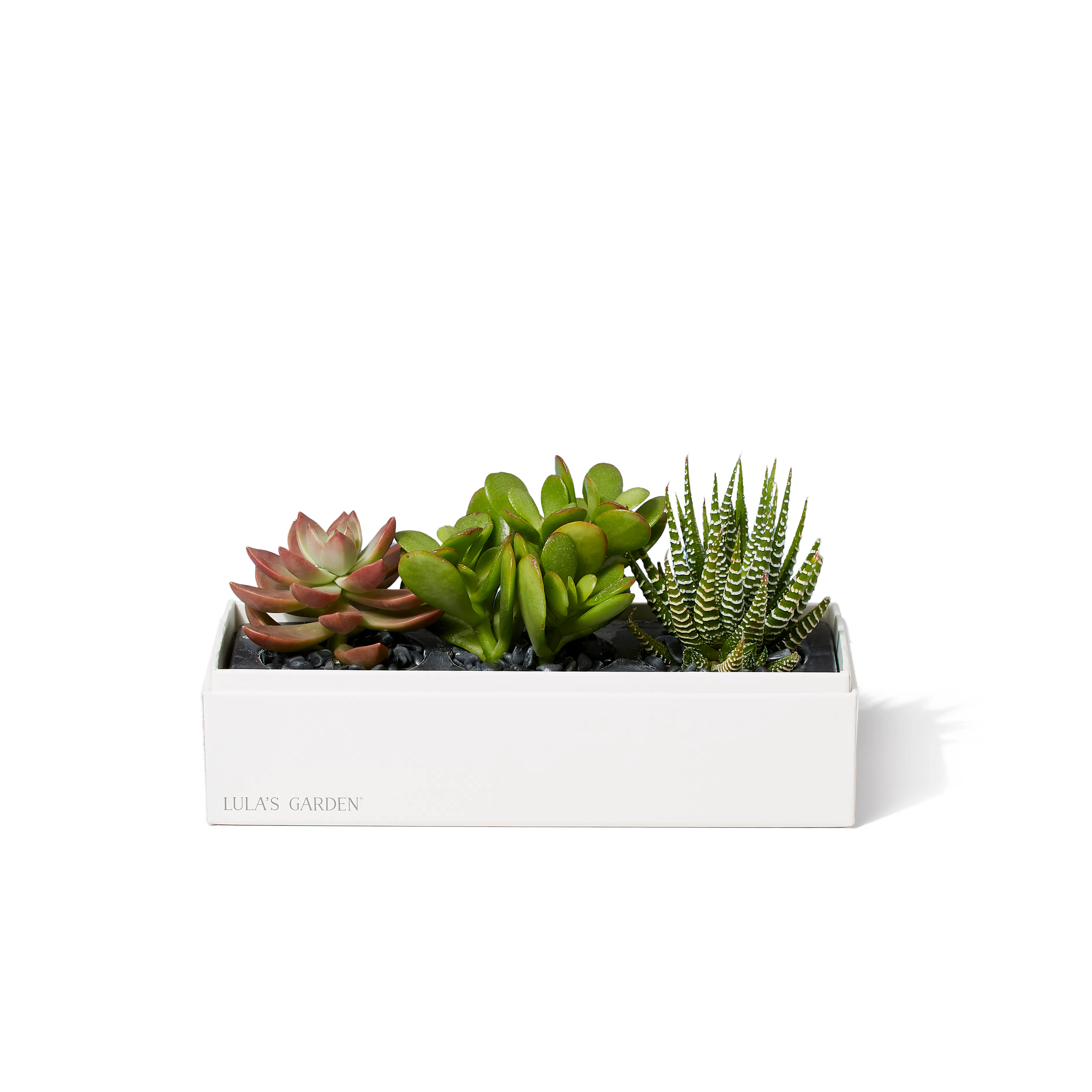 Lula's Garden Jewel Original Succulent Garden - Small - White/Green |  undefined | Huckberry