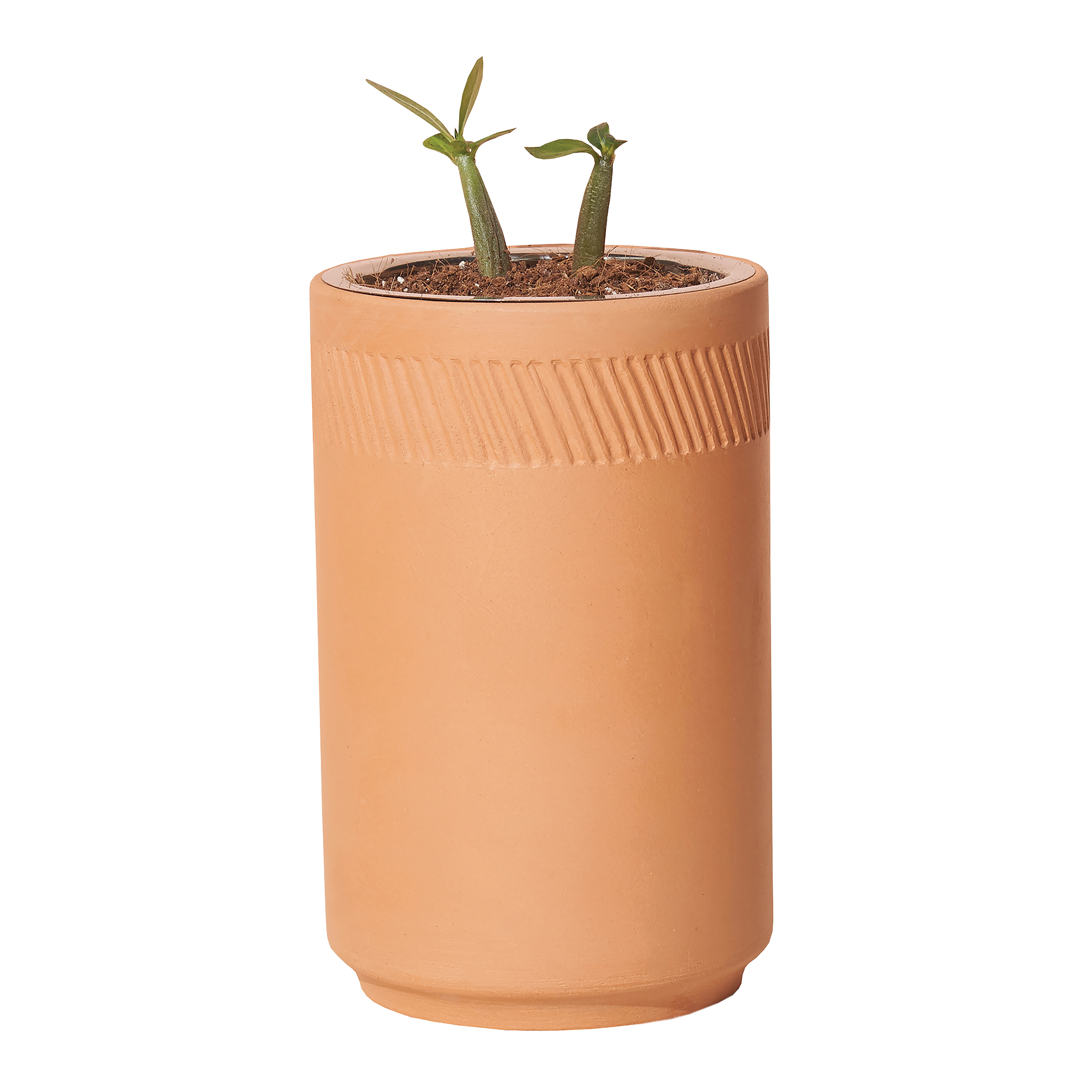 Modern Sprout Bonsai Grow Kit Terracotta For Her Huckberry