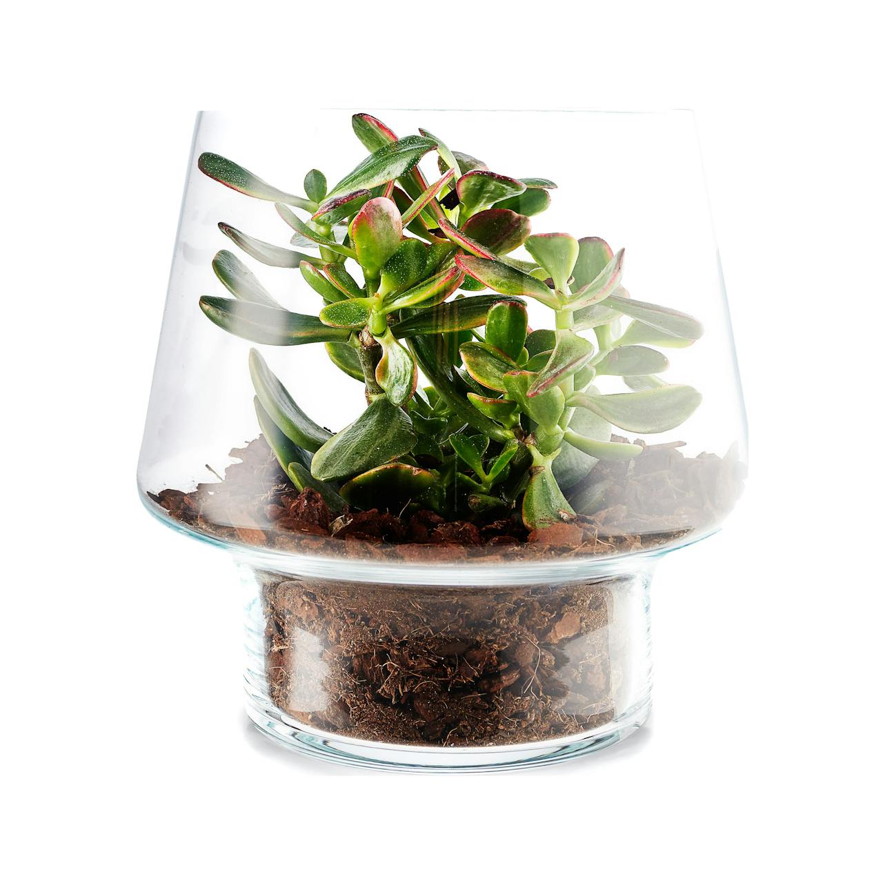 Eva Solo Succulent Glass Vase