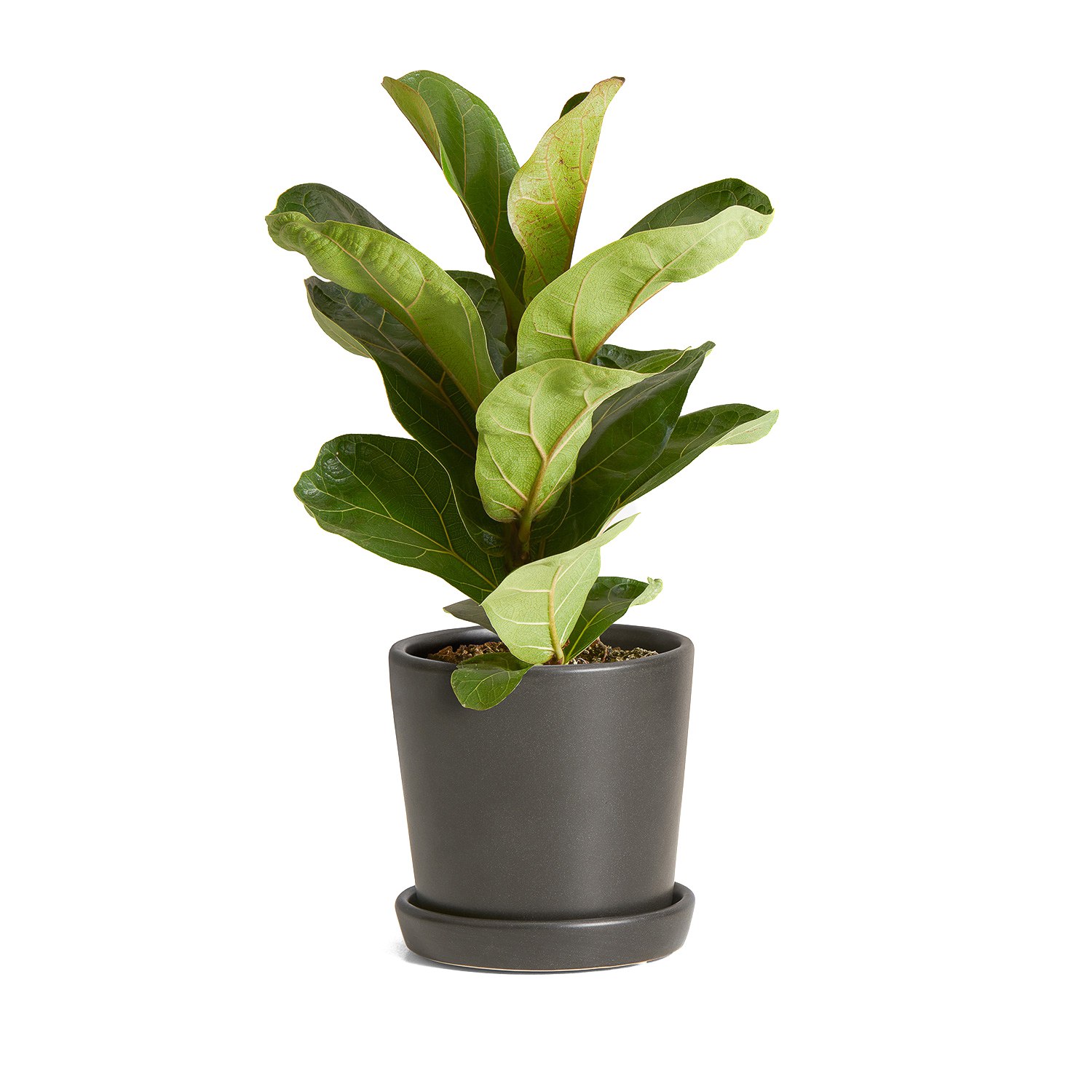 The Sill ZZ Plant Huckberry