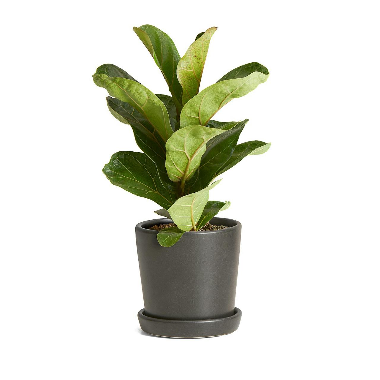 The Sill Fiddle Leaf Fig