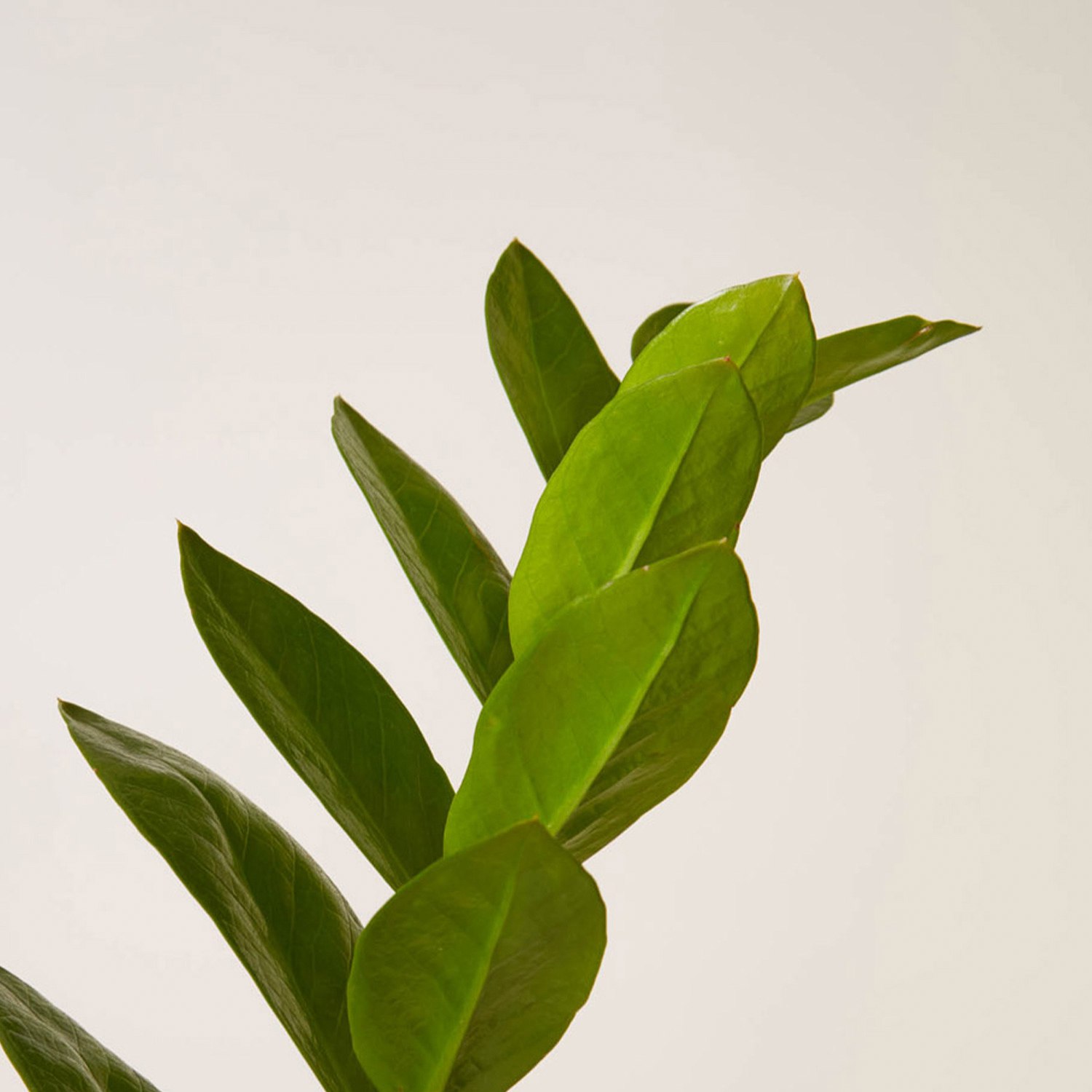 The Sill ZZ Plant Green/Black Gifts Huckberry