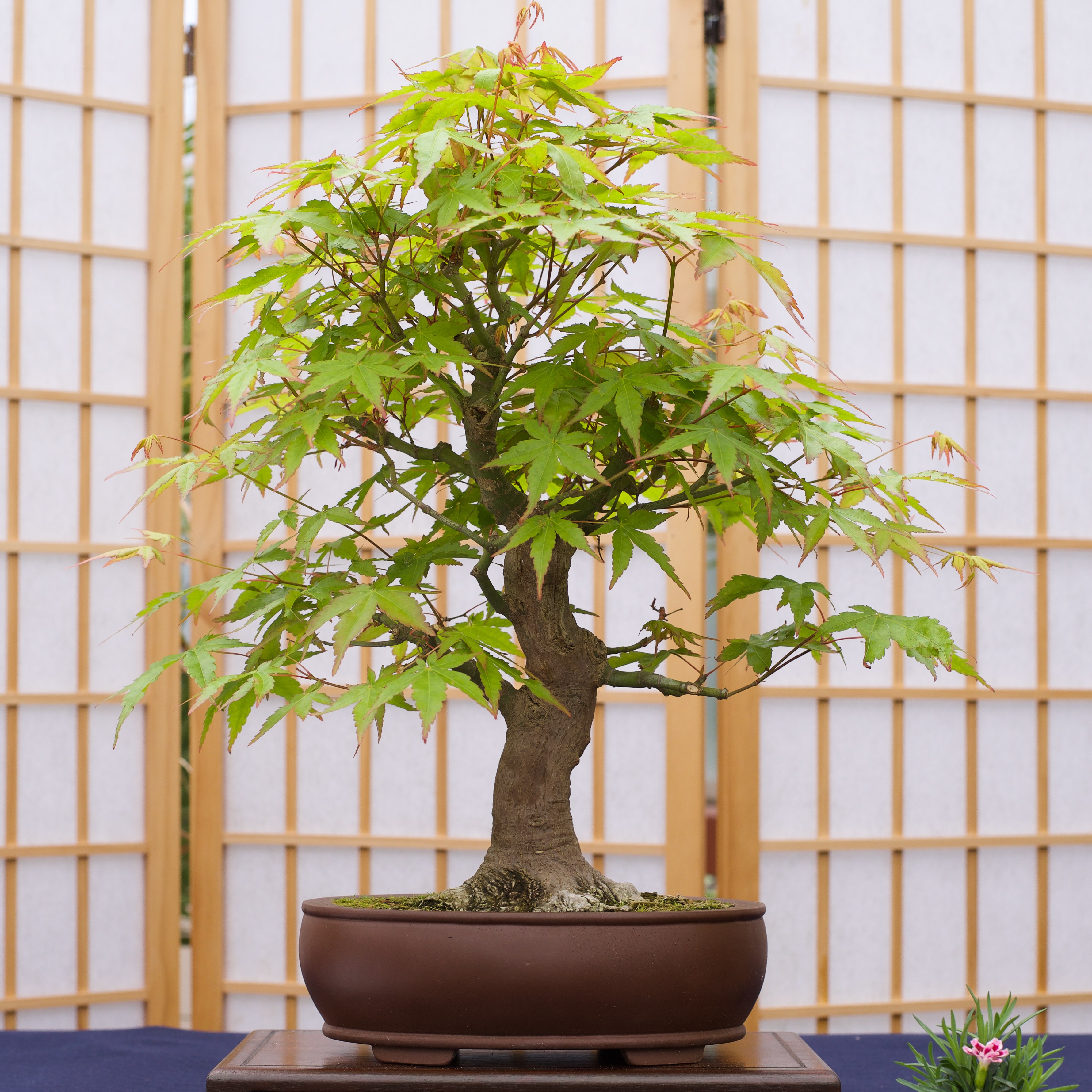 The Jonsteen Company Bonsai Tree Grow Kit Bonsai Plants Huckberry