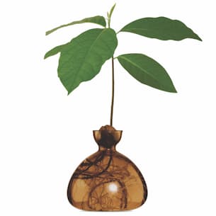 Avocado Vase - Exclusive