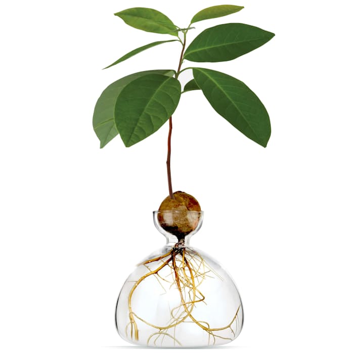 Image of Avocado Vase