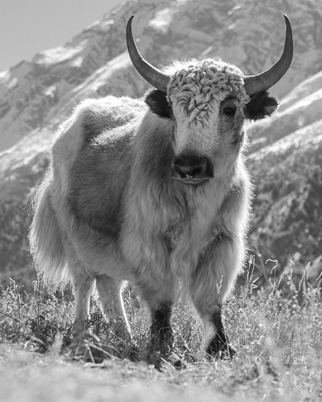 Wills YakWool Crewneck Sweater - Natural | Crew Neck Sweaters