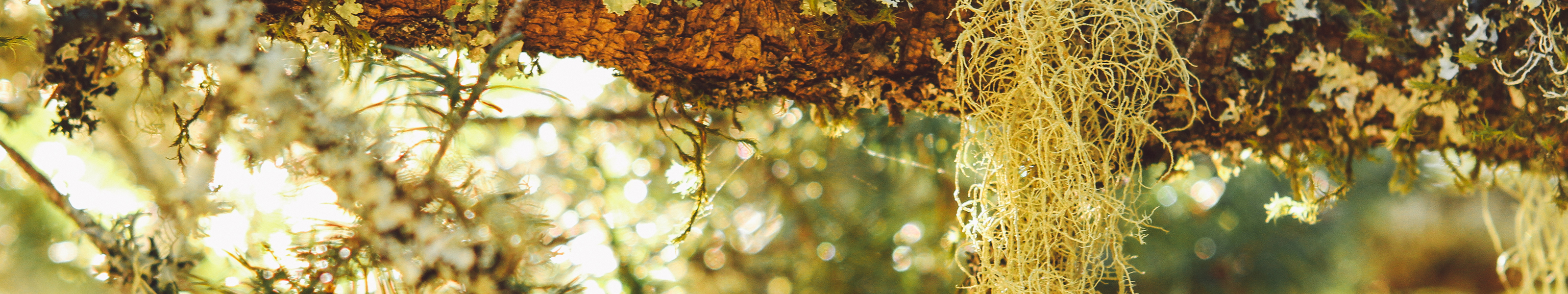 Juniperridge header2.jpg?ixlib=rails 2.1