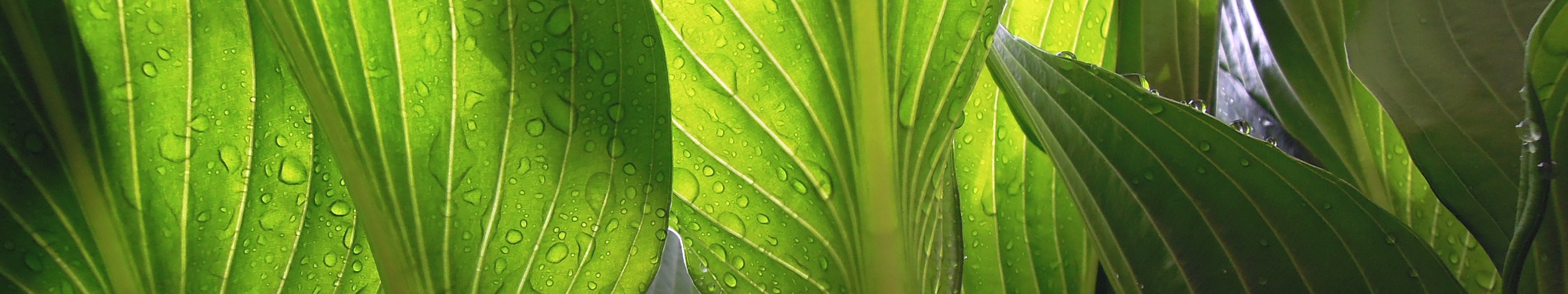 Header green.jpg?ixlib=rails 2.1