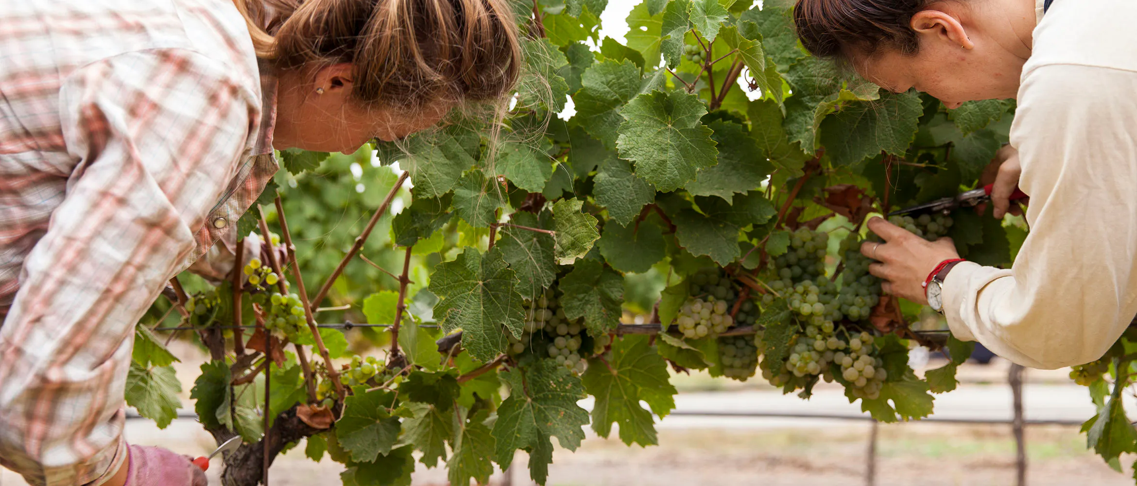 Behind The Scenes At Scribe Winery Huckberry - 