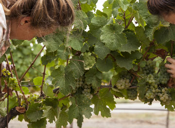 Tile huckberry scribe winery alanna hale header 2.0