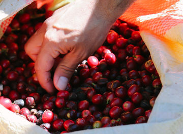 Tile huckberry best coffee in panama michaela trimble header2