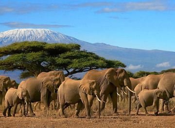 Tile huckberry king of kilimanjaro michaela trimble header