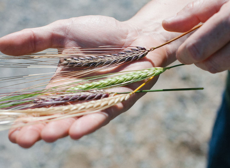 Image new grain economy westland whiskey