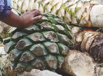 Tile madre mezcal