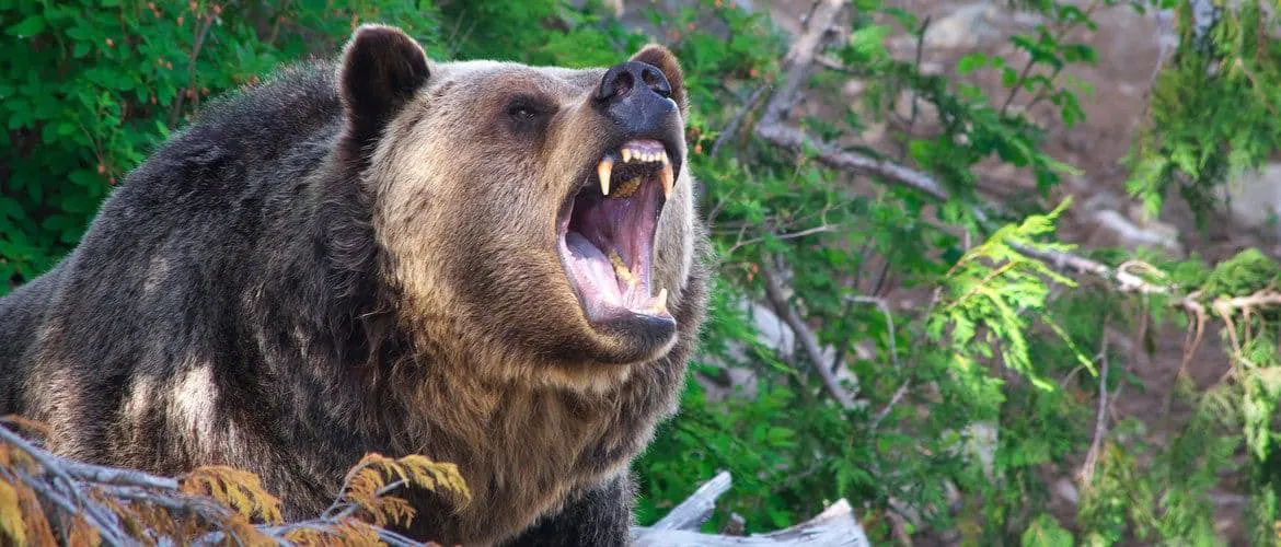 Featured grizzly.jpg?ixlib=rails 2.1