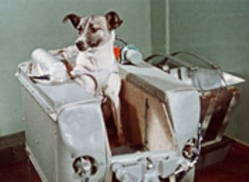 Tile laika1.jpg?ixlib=rails 2.1